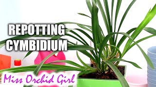 Repotting Cymbidium orchid in Lechuza self watering pot [upl. by Enyrhtak]