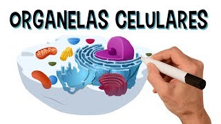 ✅ PRINCIPAIS ORGANELAS CELULARES E SUAS FUNÇÕES  Vídeo animado [upl. by Aihsenad292]