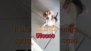 I used my manners today 🥺 dog beagle puppy funny funnydogs [upl. by Cross]