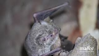 Microbats of the Mallee [upl. by Anyrak]