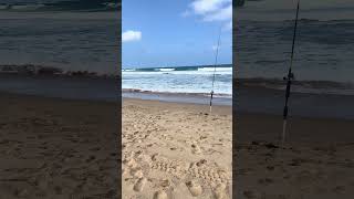 Beach Fishing For Mulloway fishing fishspecies beachfishing mulloway mulletfishing [upl. by Anned766]