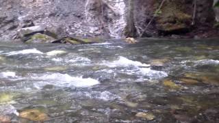 Northeast Washington state gold bearing creek pt 2 [upl. by Dranik929]