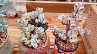 ENG방울복랑금 다육식물 재테크 Invest Succulent Variegated Cotyledon Orbiculata 多肉植物たにくしょくぶつ [upl. by Abbot567]