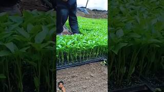 Cocopeat ko kaise use Karen  kitchen garden mein hari sabjiyon ko aasan tareeke se laga shorts 🌿🌿 [upl. by Halda]