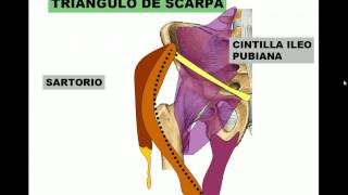 14 TRIÁNGULO DE SCARPA [upl. by Ardnaiek]