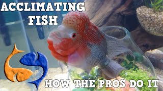 How The Pros Acclimate Fish Tank Talk Presented by KGTropicals [upl. by Kassandra161]