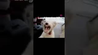 Laughing dog meme [upl. by Ricca461]