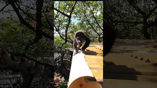 🥰 Meeting the Monkeys 🐒 Urraca Eco Resort 🇵🇦 [upl. by Aeneas]