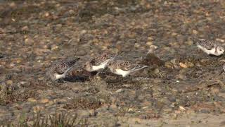 Sanderlings Ferrybridge 31st May 2023 [upl. by Aisha]