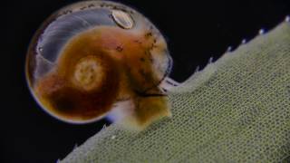 Snail amp Elodea densa darkfield [upl. by Nedah853]