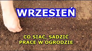 WRZESIEŃ co siać sadzić jakie prace wykonywać we Wrześniu Ogławianie Rozmnażanie Choroby Warzyw [upl. by Esela]