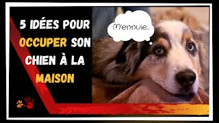 5 activités à faire à la maison avec son chien [upl. by Nnalatsyrc]