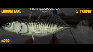 Russian Fishing 4 Ladoga lake trophy 3 spined Stickleback T202 [upl. by Notsreik904]