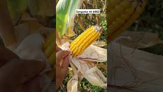 Syngenta makka nk 6802 🌽  big size corn  kheti farming makkakikheti maizefarming khetibadi [upl. by Cornelia]