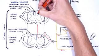 Sensory Tracts  Dorsal Column Medial lemniscus Pathway [upl. by Aketahs]