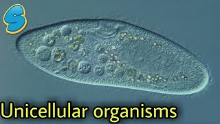 Amoeba  Paramecium  Euglena  Yeast  more በአማርኛ Grade 8 biology Unit 2 Part 1 [upl. by Sy]