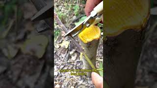 Bark Grafting Simple Steps for Strong and Successful Grafts grafting plants garden gardening [upl. by Nhepets]