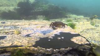 Snorkelling Marine Fauna of Aberystwyth [upl. by Enorahs72]