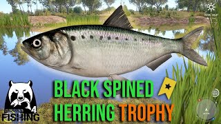 Black Spined Herring Trophy at Akhtuba River  Russian Fishing 4 rf4 [upl. by Mroz316]