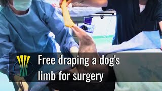 Free draping a dogs limb for surgery [upl. by Disario]