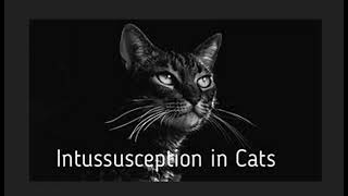 Intussusception In Cats [upl. by Ymirej]