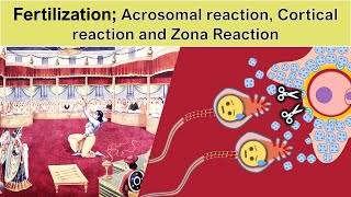 Fertilization part2 Acrosomal reaction Cortical reaction and Zona Reaction [upl. by Aenitsirhc]