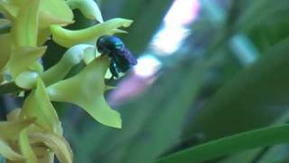 Orchid Bees  Euglossa [upl. by Assener140]