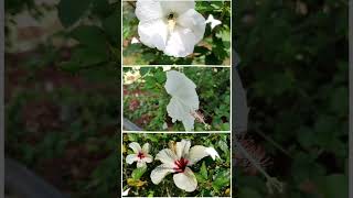 Na Jane Kaisa Ahasas Hai White Hibiscus 🌺 💫💖naturevideography hibiscus oldsongs reels shorts [upl. by Allicsirp]