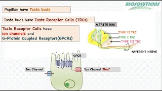 How do we taste salt sweet sour umami and bitter through TRCs in Tongue gustatorysystem Dec 21 [upl. by Keraj617]