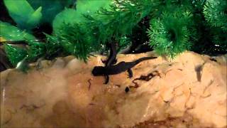 Chinese Fire Bellied Newt Efts Feeding Cynops Orientalis [upl. by Schubert]