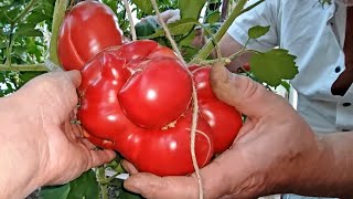 🍅 Pomidor gigant z nasion z gigantycznego pomidorasa [upl. by Fabrienne]