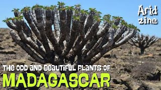 The bizarre plants of Madagascar pt1 Euphorbias [upl. by Oeflein]