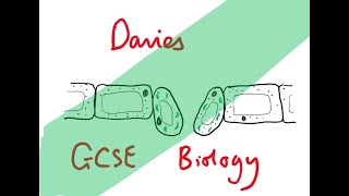 GCSE Biology 21 Leaf Structure and Function [upl. by Aldo]