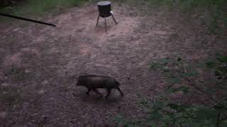 Hunting Wild Hogs Using Traditional Archery Equipment  Traditional Bowhunting  Recurve Bowhunting [upl. by Senzer]