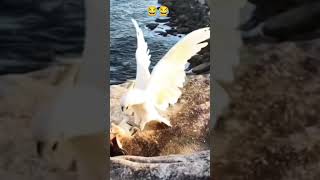 Falcon vs cockatoo Viral Fight 🔥🥇 [upl. by Zelazny417]