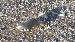 2024 Pupping Season  Newborn amp 2 day old seal pups  16th September [upl. by Aipmylo]