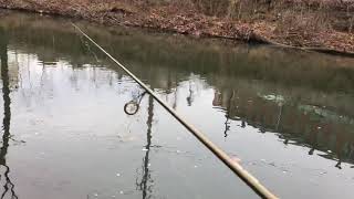 Trout fishing at Bushkill creek PA caught a nice palomino [upl. by Zulch]