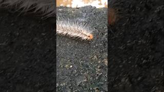 Moth Caterpillar and Slug [upl. by Yorgen]