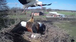 Die Nilgans vertreibt den Storch20230228Storchennest am Menkebach [upl. by Hinda752]