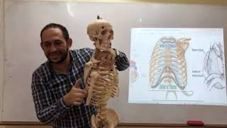 Anatomy by Dr fawzy 104 thorax thoracic inlet [upl. by Chelsey]