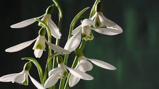 Snowdrops opening time lapse with rotate [upl. by Sophia322]