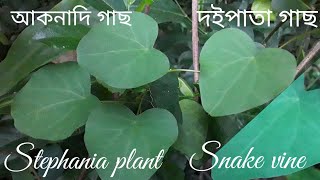 আকনাদি গাছদইপাতা গাছStephania plantSnake vineStephania japonica [upl. by Llerraf839]