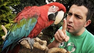 Funny Parrots ★ You Wont Believe These Parrots Are Real Funny Pets [upl. by Philipa]