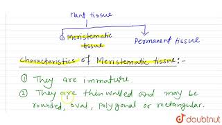 Give the characteristics of meristematic cells [upl. by Singhal]