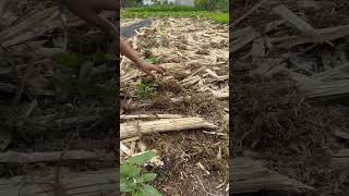 Plant gourds to harvest the buds easily [upl. by Akciret850]