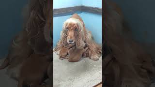 Crocker Spaniel naute hnute pe sial khawp mai spaniel cute [upl. by Nitnerb]