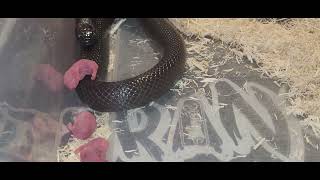 Black King Snake Eats Pinkies  Warning Live Feeding [upl. by Nal937]