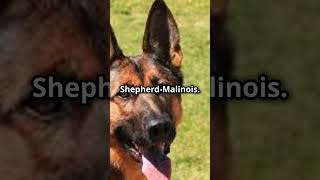 3 Heroic Military War Dogs of History youtubeshorts wardogs usarmy [upl. by Salvador588]