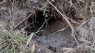 Whats in the hole curiosity of the cat 🐈 [upl. by Earased]