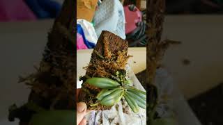 Mounting an Orchid on a Tree Fern Slab [upl. by Muraida]